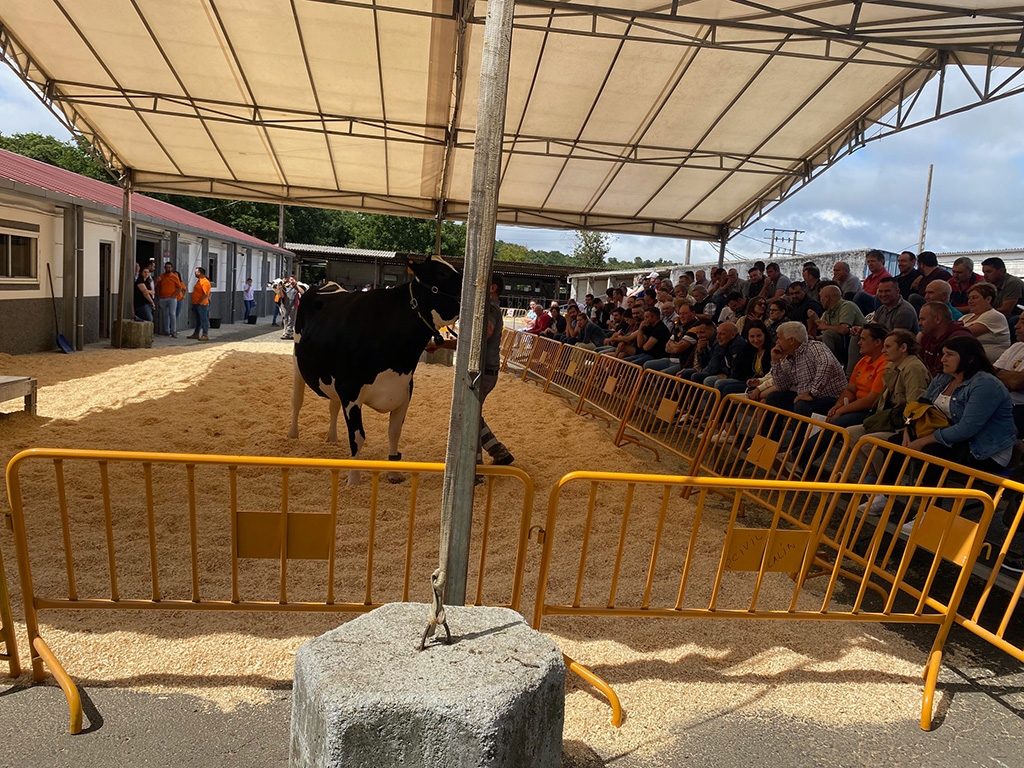  
		A Deputación regresa á tradicional poxa de gando frisón de Feiradeza con animais da Finca Mouriscade
		
	